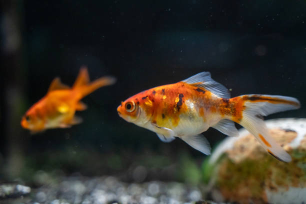 istock Orange goldfish swimming in aquarium 1476437052