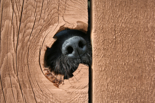 Curious doggy nose looking through the neighbor fence.This photo is the winner of two prizes . It will be published in Photographer's edge fall catalog and BEST OF 2008 PHOTOGRAPHY ANTHOLOGY .
