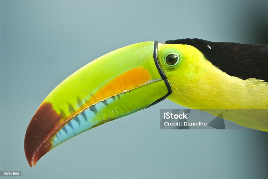 Keel-Billed Toucan Keel-Billed Toucan in Panama Bird Stock Photo