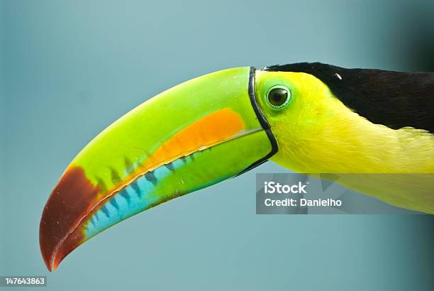 Keelbilled Toucan Stock Photo - Download Image Now - Bird, Central America, Horizontal
