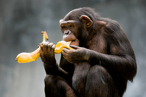 Chimpanzee Chimpanzees have an omnivorous diet & monkey eating banana stock pictures, royalty-free photos & images