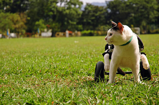 a paralyzed cat sit in wheelchair at the field.