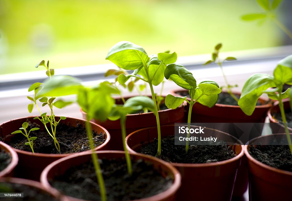 Maison des herbes bio - Photo de Semer libre de droits