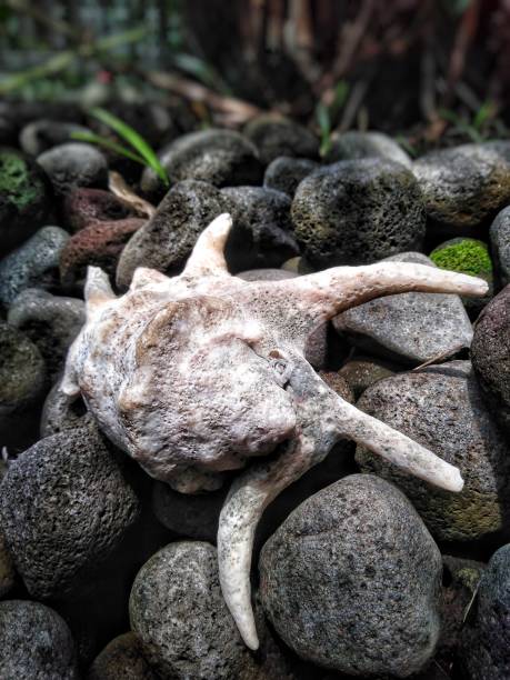 istock A white shell on the top of the rocks 1476441257