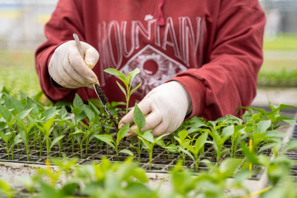 istock Workers planting seedlings in greenhouse 1476441416