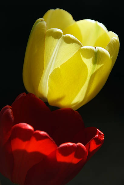 istock red and yellow tulips 147644189