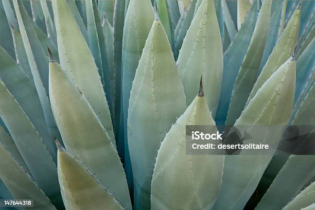 アガーベ植物 - とげのストックフォトや画像を多数ご用意 - とげ, アリゾナ州, アリゾナ州 フェニックス