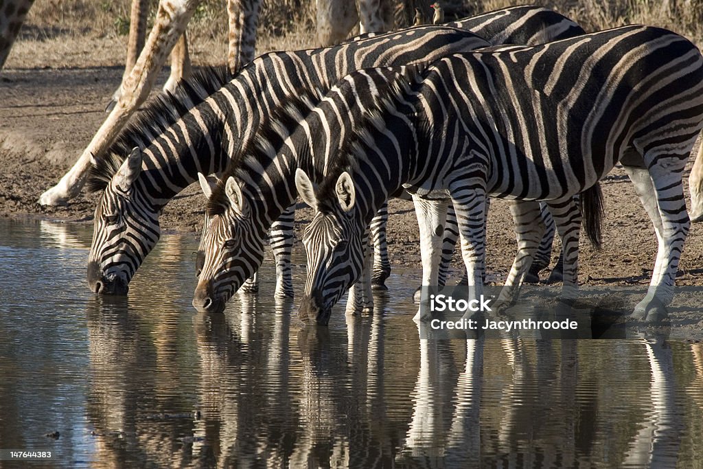 Girafa e Zebra - Royalty-free Animal Foto de stock