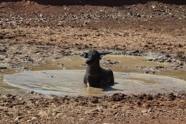 Wild water buffalo in Australia stock photo