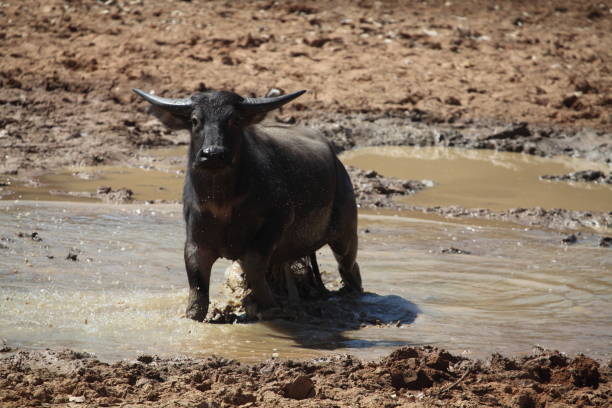 Wild water buffalo in Australia stock photo