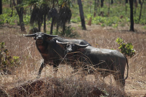 Wild water buffalo in Australia stock photo