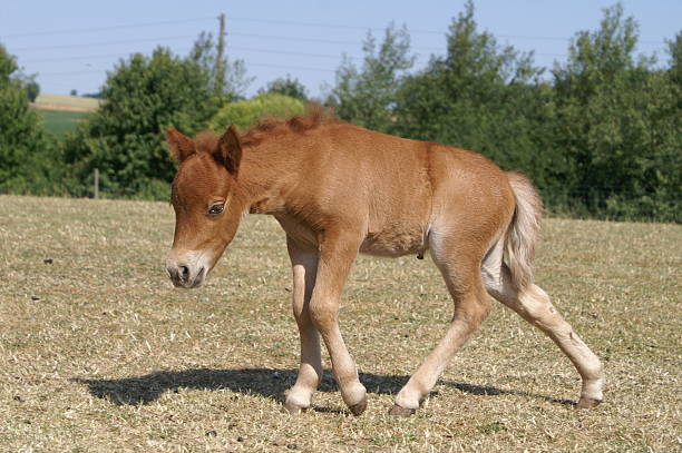 Baby horse walking stock photo