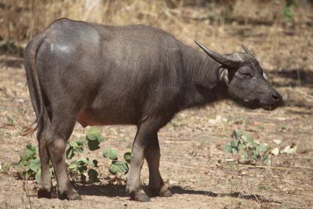 Wild water buffalo in Australia stock photo