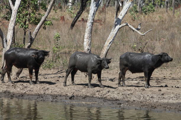 Wild water buffalo in Australia stock photo