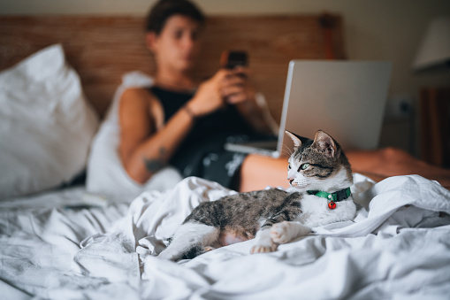 Relaxed white and gray cat at home in bed, with young man using phone and laptop in background.
Working from home or freelance concept