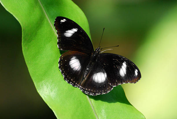The Great Egg Fly stock photo