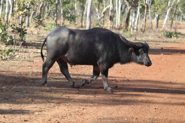 Wild water buffalo in Australia stock photo