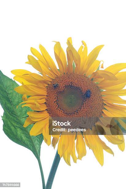 Happy Face Stock Photo - Download Image Now - Sunflower, White Background, Bee