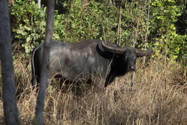 Wild water buffalo in Australia stock photo