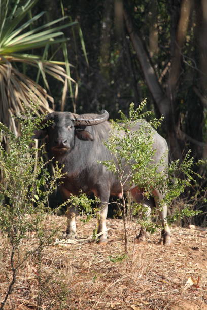 Wild water buffalo in Australia stock photo