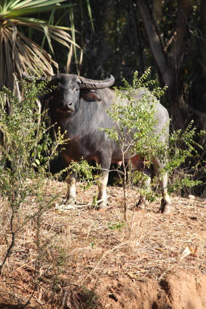 Wild water buffalo in Australia stock photo