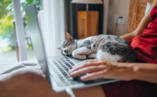 istock A woman works on a laptop from her bed, with a cat sleeping on her lap 1476454130