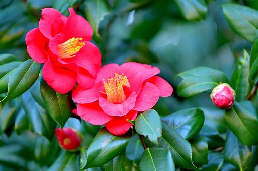 Camellia japonica, commonly called Japanese camellia, is an evergreen shrub that typically grows to 2-4m tall with glossy, dark green leaves. It is native to Japan and China. Species plants have single flowers, but there are also cultivars with semi-double or double flowers. Each single flower has 5-8 petals. Flower colors are most commonly white, pink or red with yellow anthers.