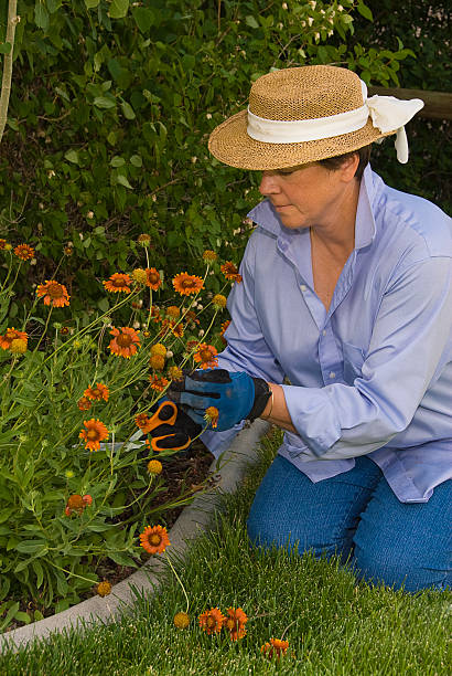 Woman Picking Flowers in the Garden stock photo