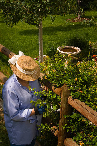 Woman Tending her Garden stock photo