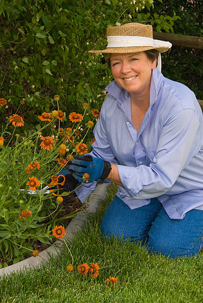 Woman Picking Flowers in her Garden stock photo