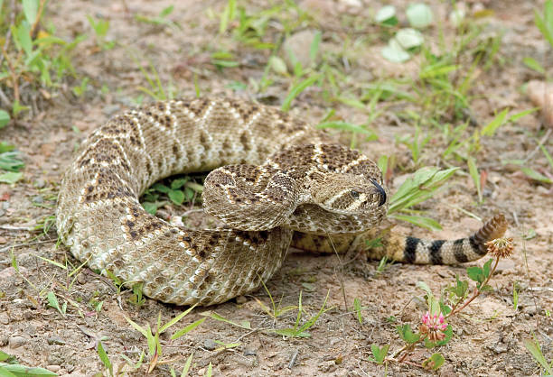 istock Snake-Western diamondback rattlesnake,narrow DOF 147645941