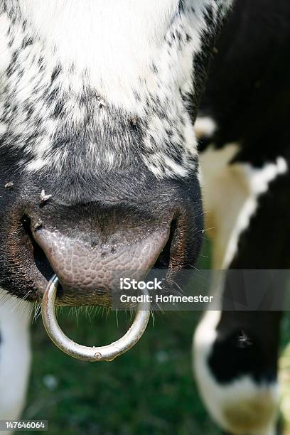 Photo libre de droit de Museau Sur Bull Ring banque d'images et plus d'images libres de droit de Agriculture - Agriculture, Animal mâle, Bovin