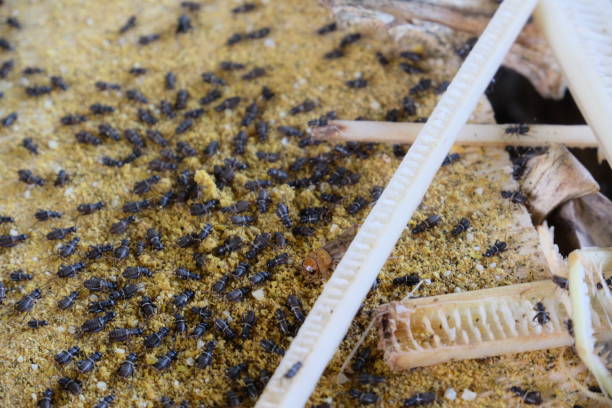 istock a group of baby cricket on a banana tree trunk 1476460903
