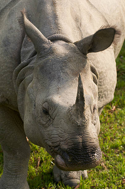 Grazing Asian one horned rhino