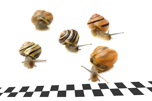 istock Snails racing to the finish line 147646337