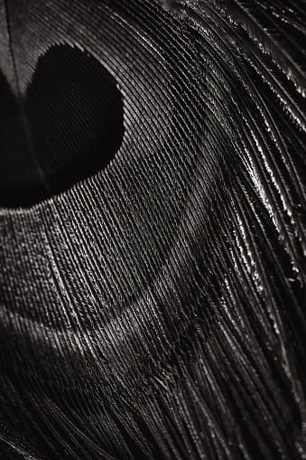 Peacock feather closeup.