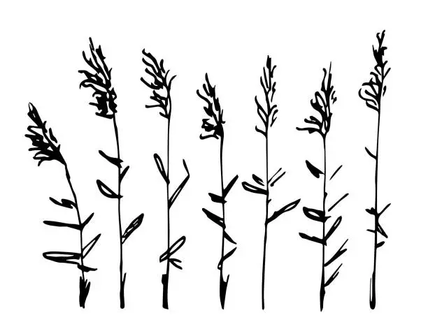 Vector illustration of Simple black outline vector drawing. Reeds, stems, marsh vegetation.
