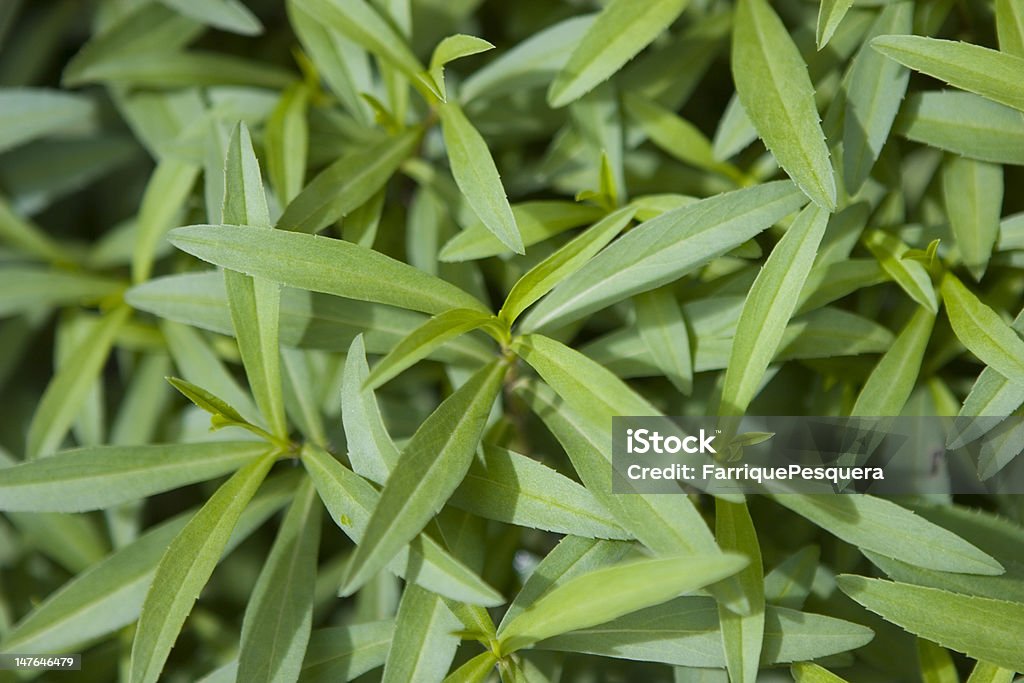 Anise plant Close-up of anise plant Anise Stock Photo