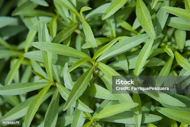 Anise Plant Stock Photo - Download Image Now - Anise, Green Color, Horizontal