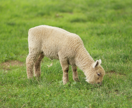 This lamb escaped from its enclosure.
