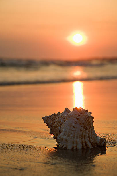 Seashell on beach. Sea shell on shoreline at sunset. bald head island stock pictures, royalty-free photos & images