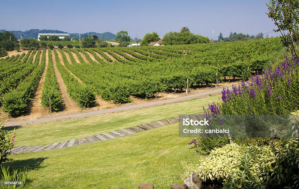 Vigneti in California - Foto stock royalty-free di Agricoltura