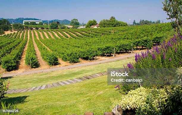 Vigneti In California - Fotografie stock e altre immagini di Agricoltura - Agricoltura, Ambientazione esterna, Azienda vinicola