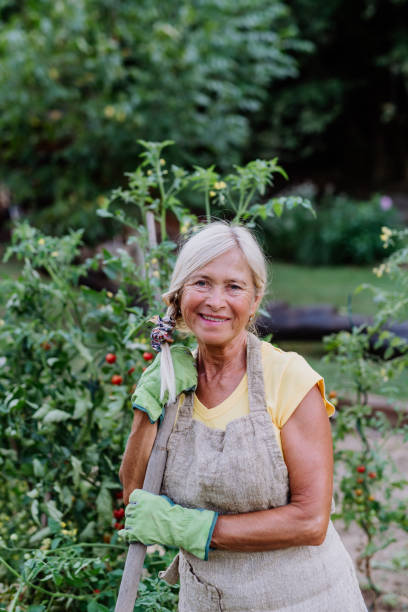 istock Senior woman farmer having break during digging her vegetables garden. 1476468965