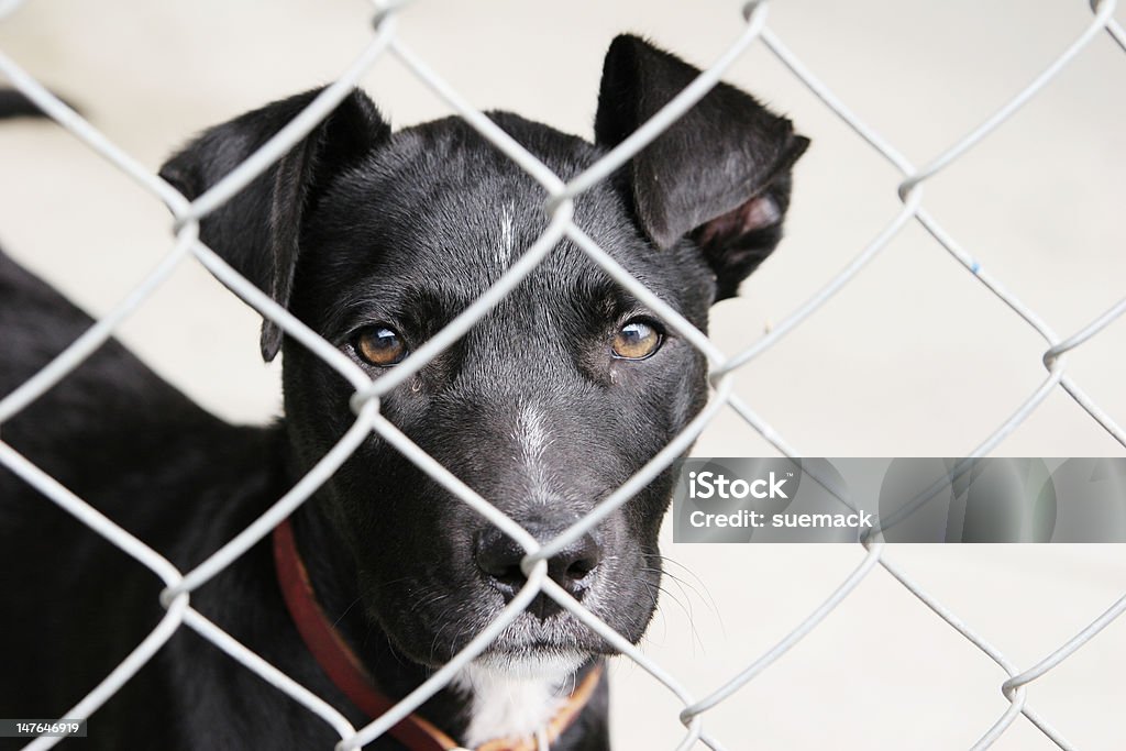 Pup in a pen Homeless animals Animal Stock Photo