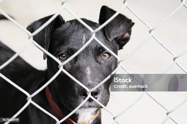 Pup In A Pen Stock Photo - Download Image Now - Animal, Animal Pen, Animal Shelter