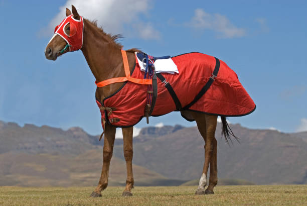 istock Red Race Horse 147646950