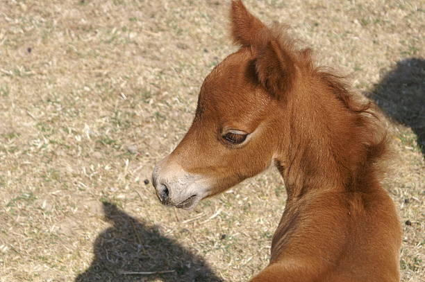 Mini horse stock photo