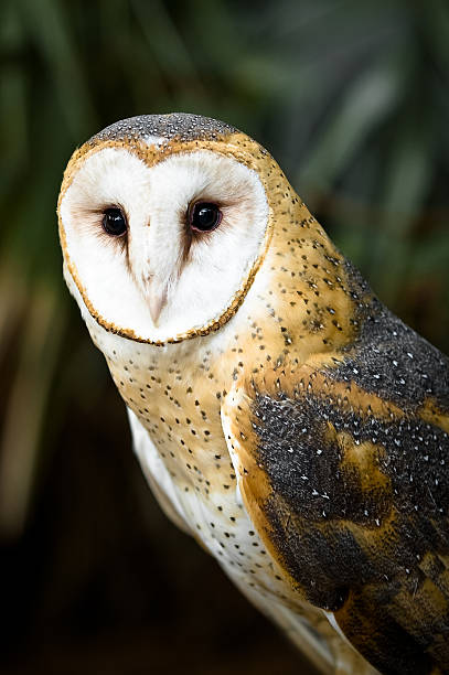 Barn Owl Stare stock photo