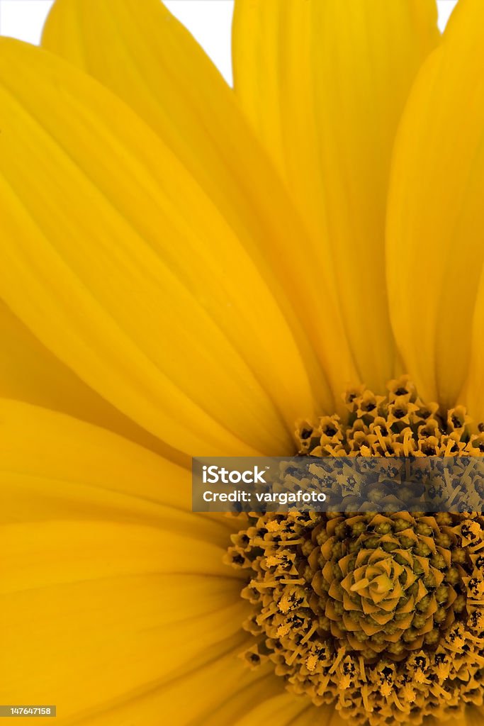 Fiore giallo - Foto stock royalty-free di Capolino